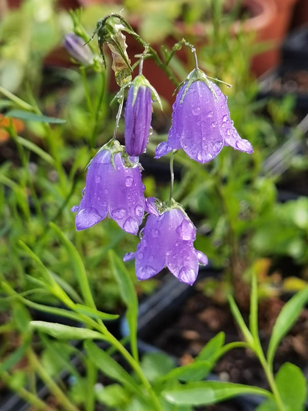 Campanula rotundifolia